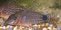 Corydoras spectabilis